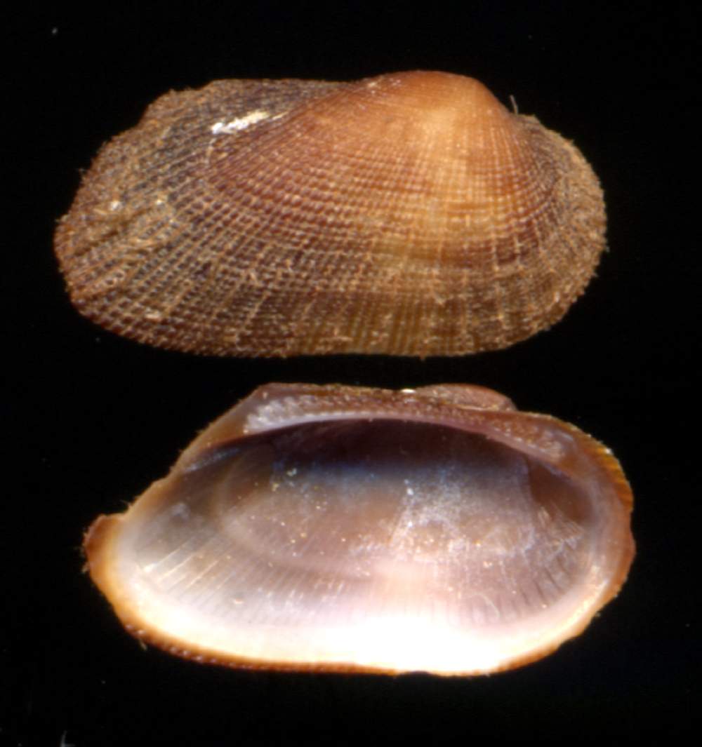 Barbatia barbata